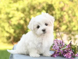 Maltese dogs for sale: Lily - Ad 2