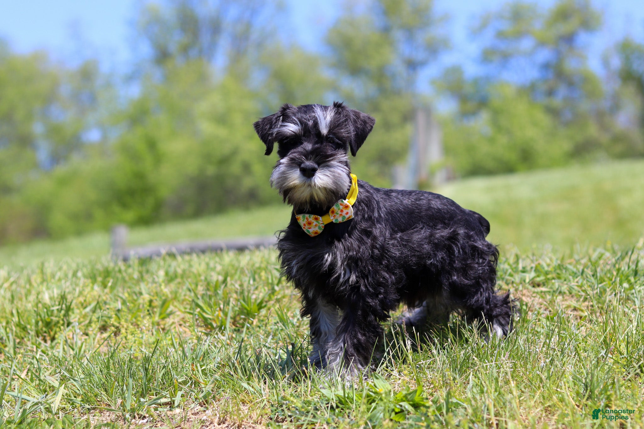 Miniature Schnauzer dogs Dylan - Ad 1