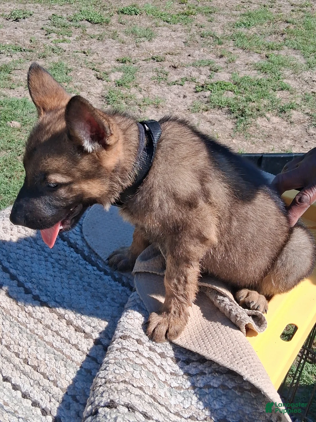 German Shepherd dogs for sale: German Shepherd Puppy 2 - Ad 2