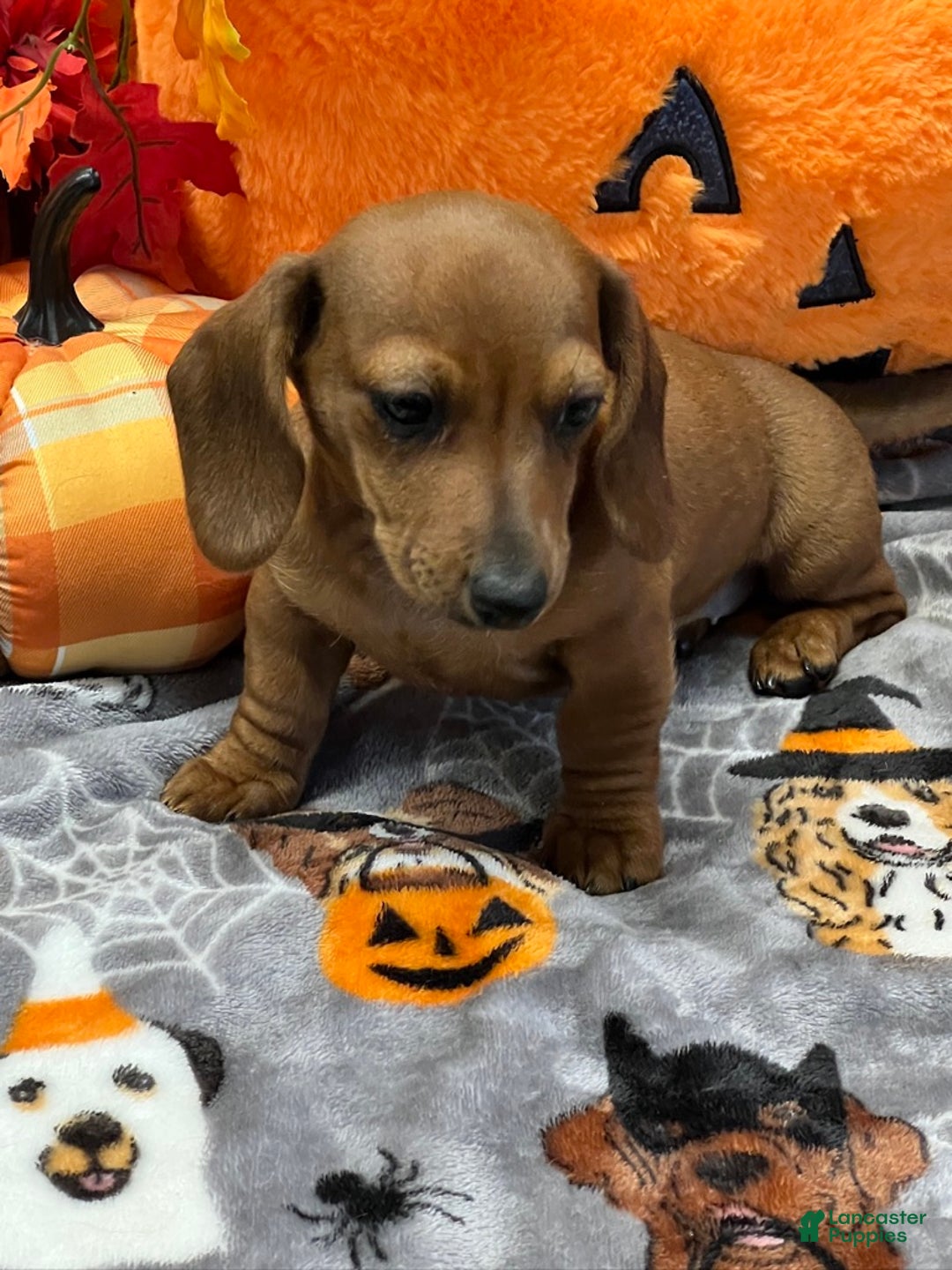 Dachshund dogs for sale: Sara - Ad 3
