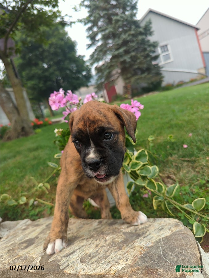 Boxer dogs Koyla - Ad 20