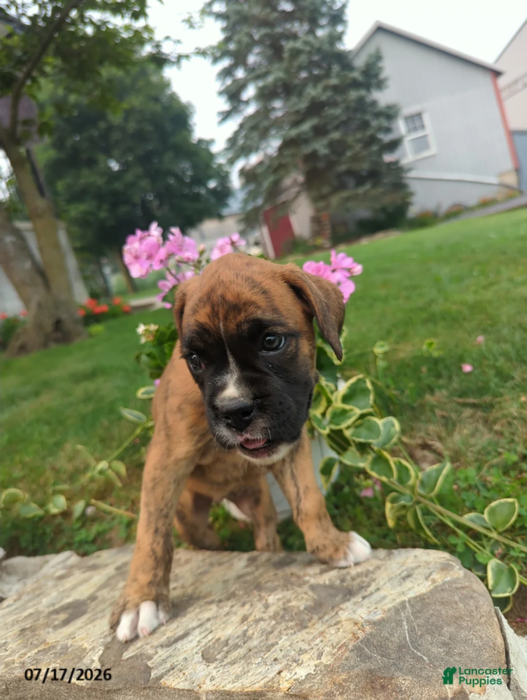 Boxer dogs for sale: Koyla - Ad 1