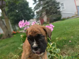 Boxer dogs Koyla - Ad 20