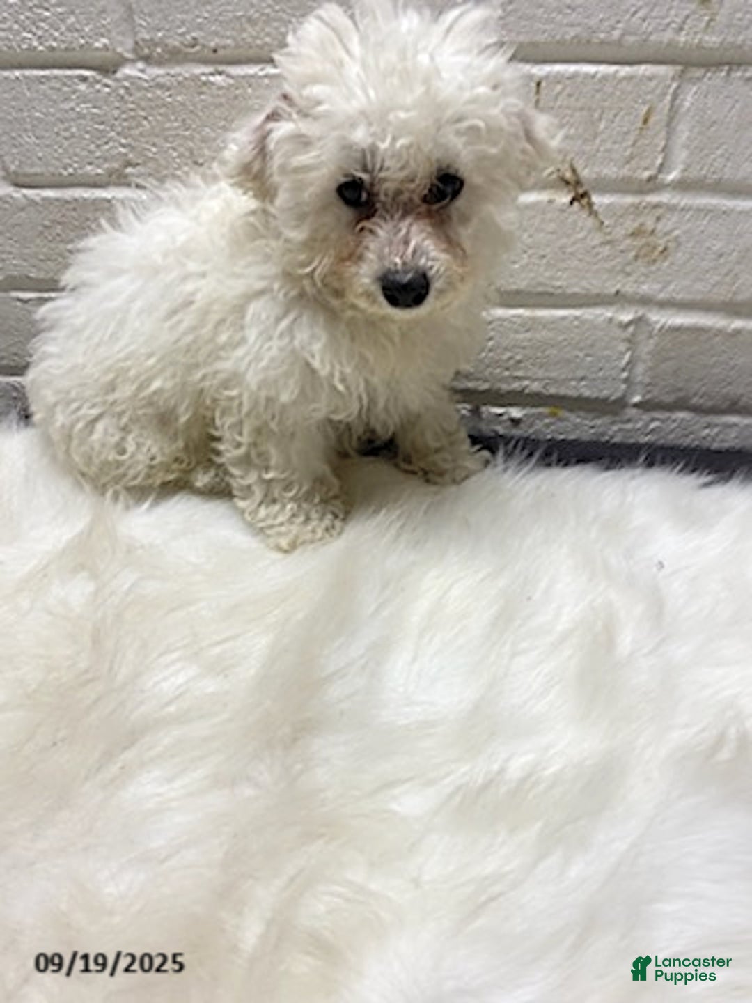 Bichon Frise dogs for sale: Randy - Ad 4