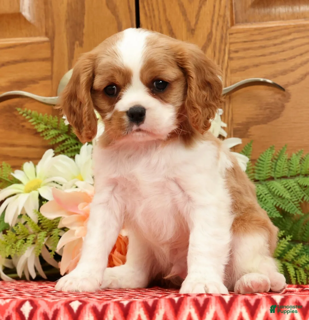 Cavalier King Charles Spaniel dogs for sale: Toby - Ad 2