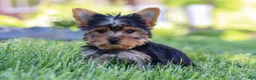 Yorkshire Terrier dogs for sale: Drake - Ad 13