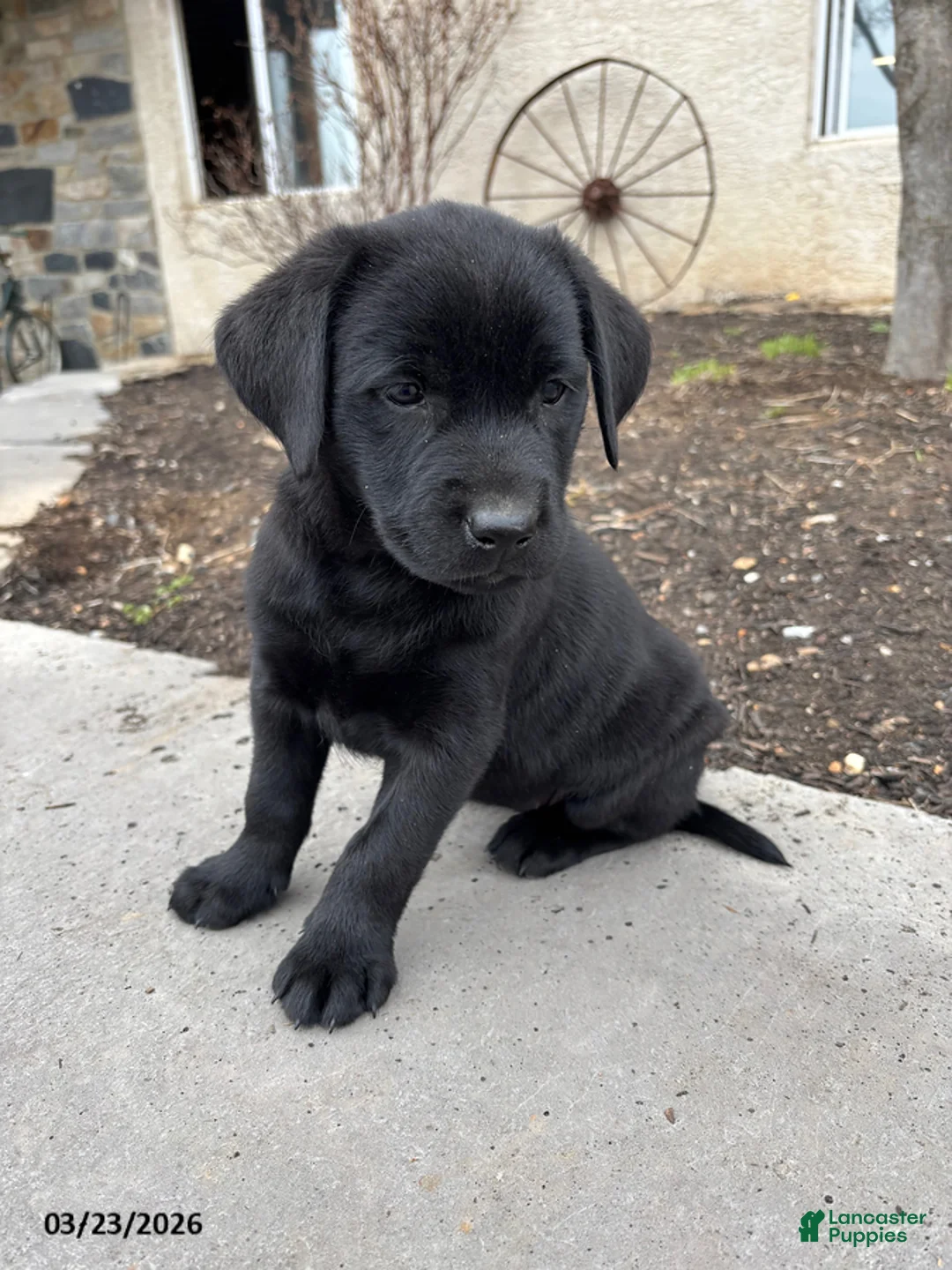 Labrador Retriever dogs for sale: Gemma - Ad 6