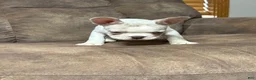 French Bulldog dogs for sale: Honey - Ad 6