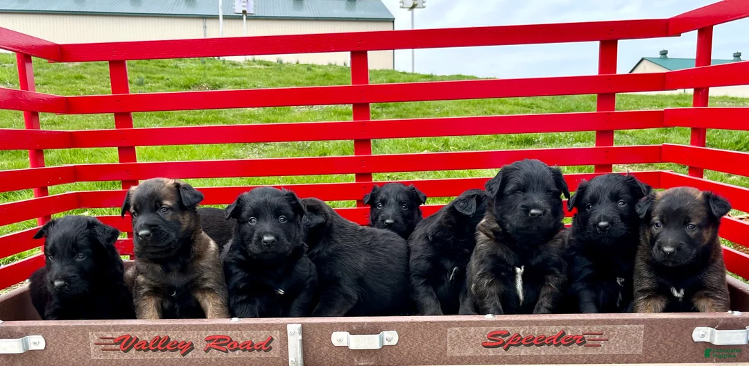 Belgian Malinois dogs for sale: SARGE❤️🐾AKC Registered❤️Free DeliveryAnywhere in US  🐾Text 717-202-9120 - Ad 1