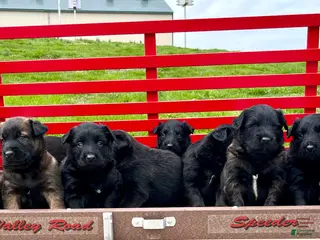 Belgian Malinois dogs SARGE❤️🐾AKC Registered❤️Free DeliveryAnywhere in US 🐾Text 717-202-9120 - Ad 36