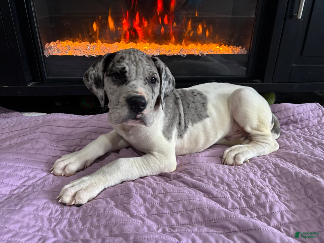 Great Dane dogs for sale: Kronk - Ad 2