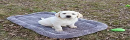 Labrador Retriever dogs for sale: Jeremiah  - Ad 7