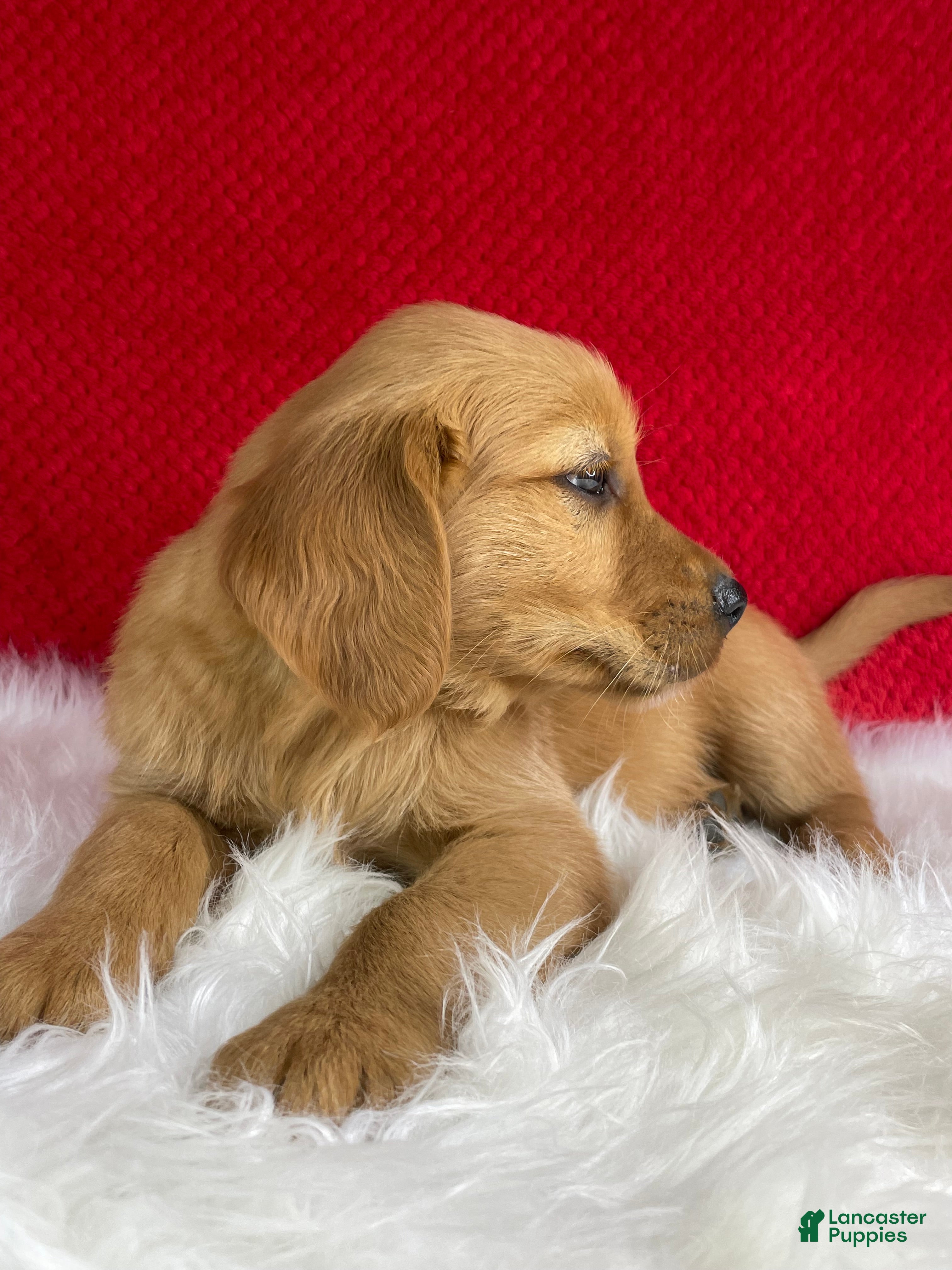 Golden Retriever dogs Simba - Ad 2
