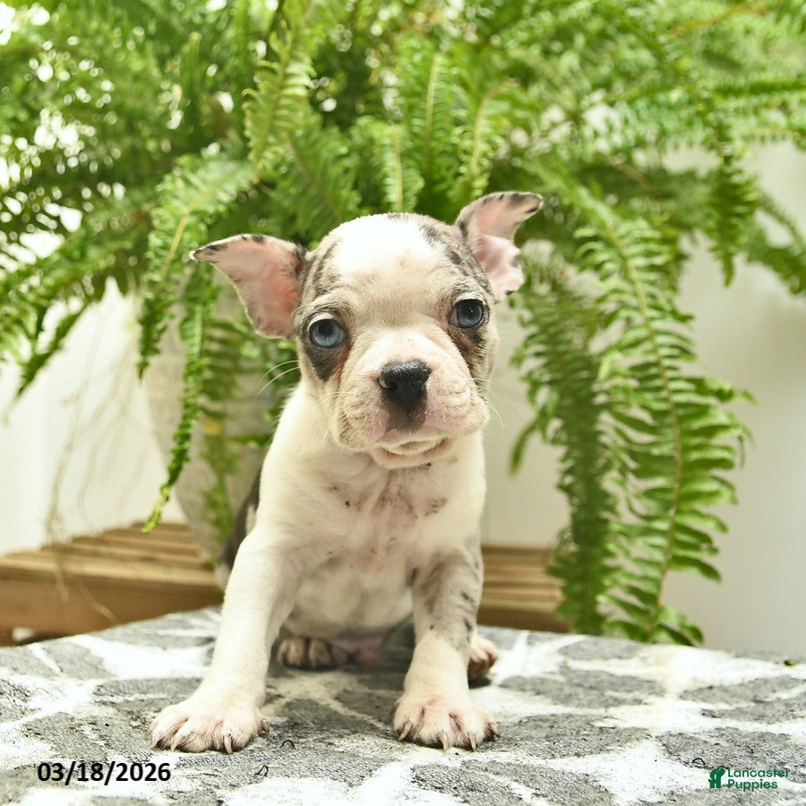 Boston Terrier dogs Ceaser  - Ad 1