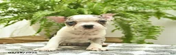 Boston Terrier dogs for sale: Ceaser  - Ad 1