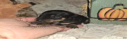 Miniature Pinscher dogs for sale: Angel  - Ad 3