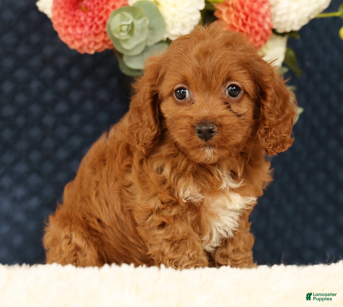 Cavapoo dogs Fay - Ad 2