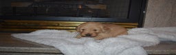 Golden Retriever dogs for sale: Macy - Ad 1
