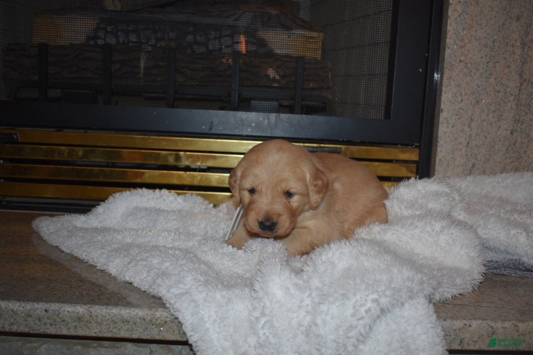 Golden Retriever dogs for sale: Macy - Ad 1