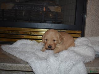 Golden Retriever dogs Macy - Ad 18