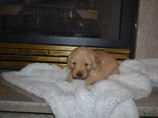 Golden Retriever dogs Macy - Ad 17