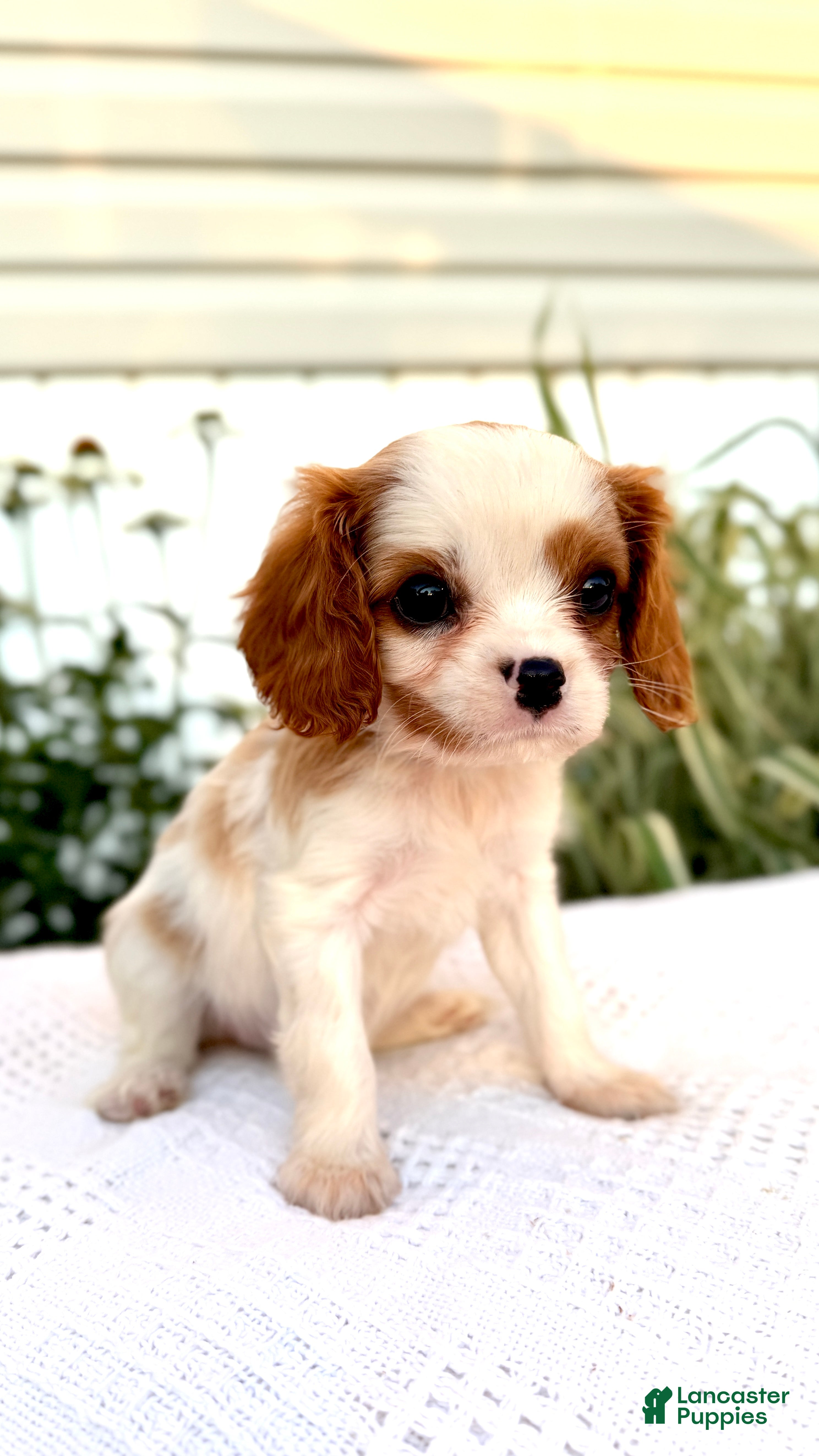 Cavalier King Charles Spaniel dogs Ivy - Ad 2