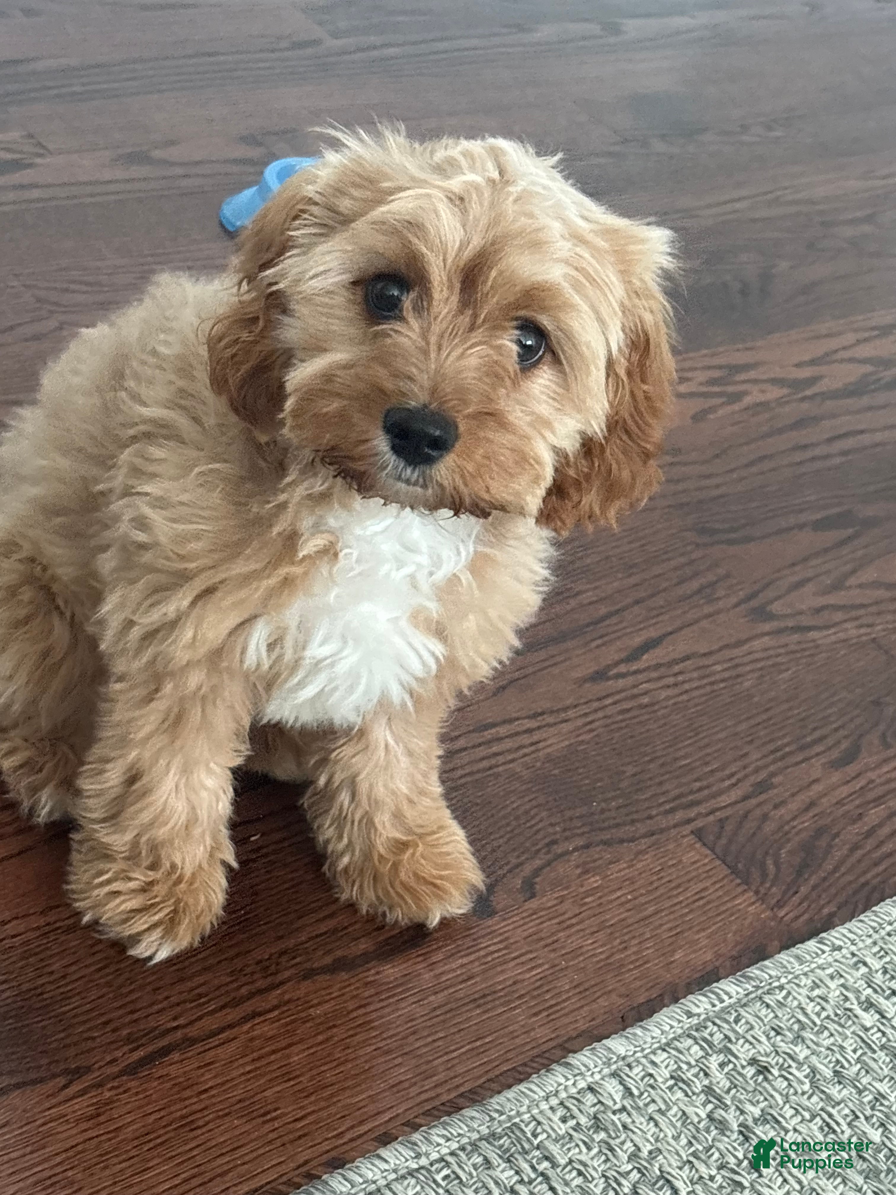 Cavapoo dogs for sale: Cavapoo Puppy 2 - Ad 2