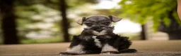 Miniature Schnauzer dogs for sale: Annabelle Miniature Schnauzer  - Ad 8