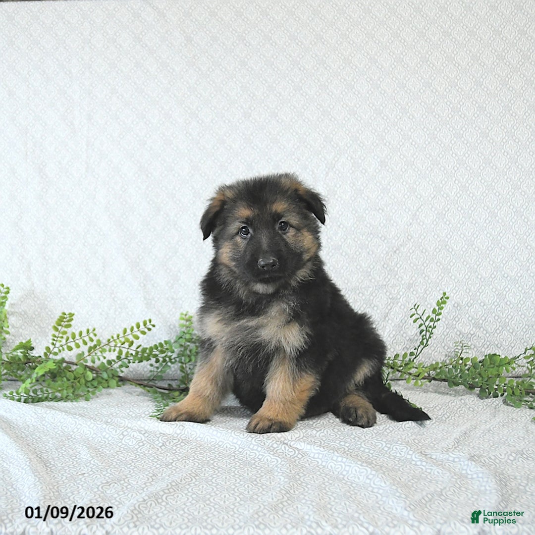 German Shepherd dogs for sale: Bruno - Ad 5
