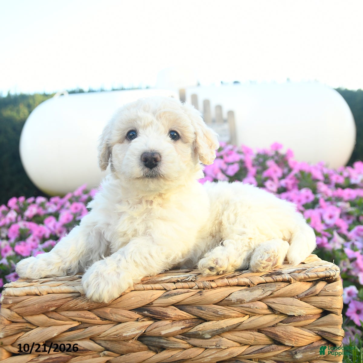 Bichpoo dogs for sale: Harvest  - Ad 1