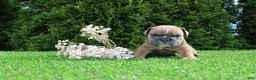 English Bulldog dogs for sale: Debbi - Ad 1