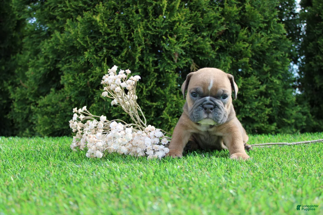 English Bulldog dogs for sale: Debbi - Ad 1