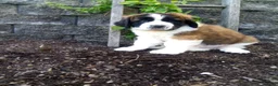 Saint Bernard dogs for sale: Macey  - Ad 2