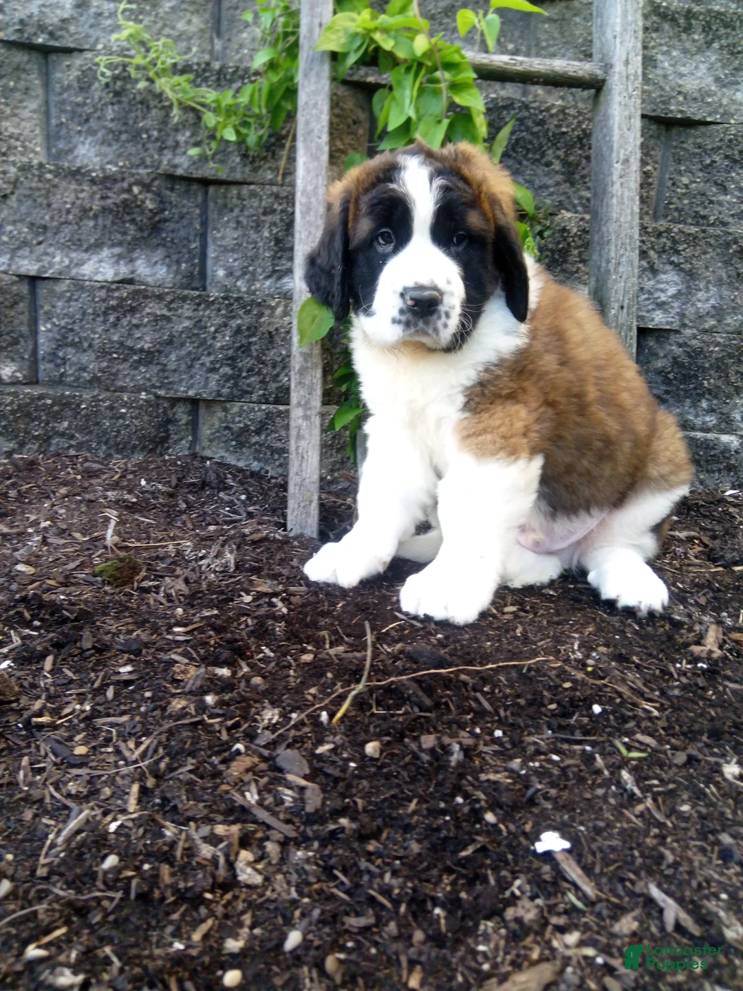Saint Bernard dogs for sale: Macey  - Ad 2