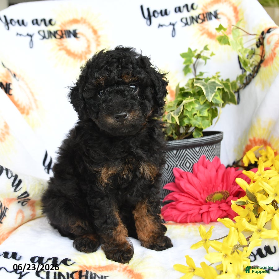 Toy Poodle dogs Ghiradelli - Ad 1