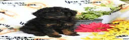 Toy Poodle dogs for sale: Ghiradelli - Ad 1