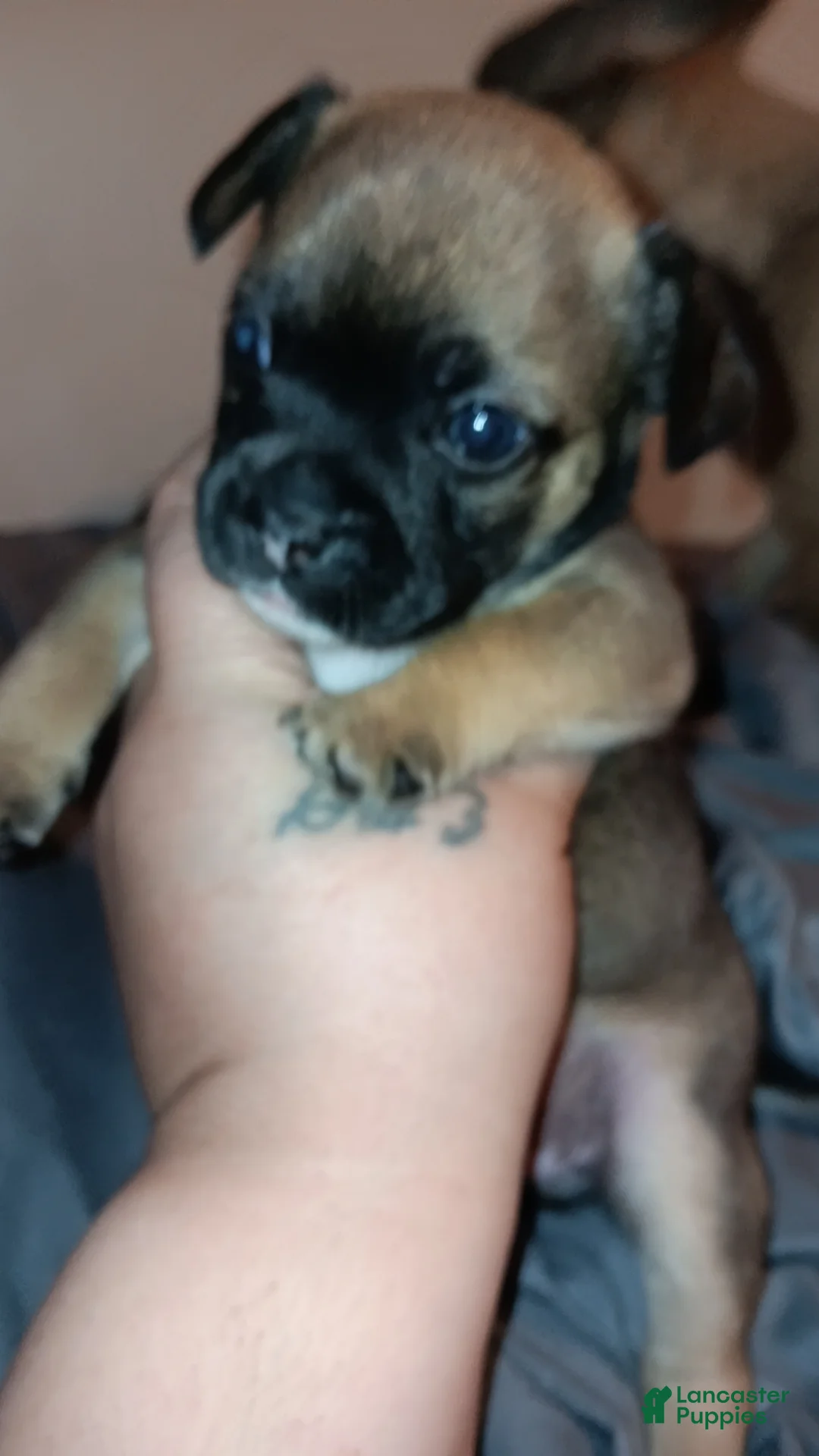 Mixed Breed dogs for sale: Baby Rio  - Ad 2