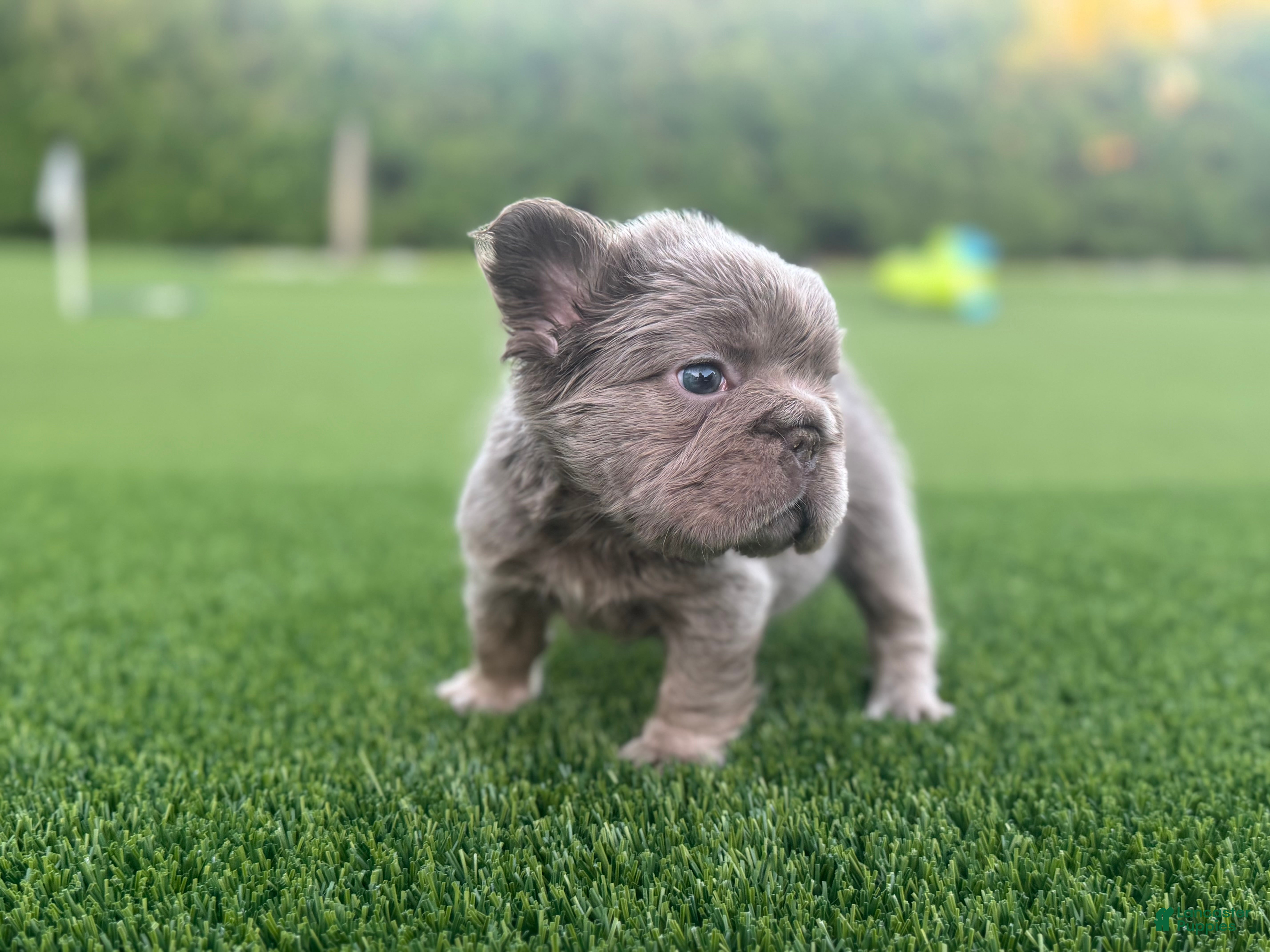 French Bulldog dogs Nova - Ad 1