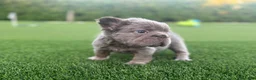 French Bulldog dogs for sale: Nova - Ad 1