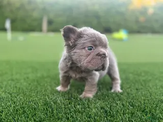 French Bulldog dogs for sale: Nova - Ad 3