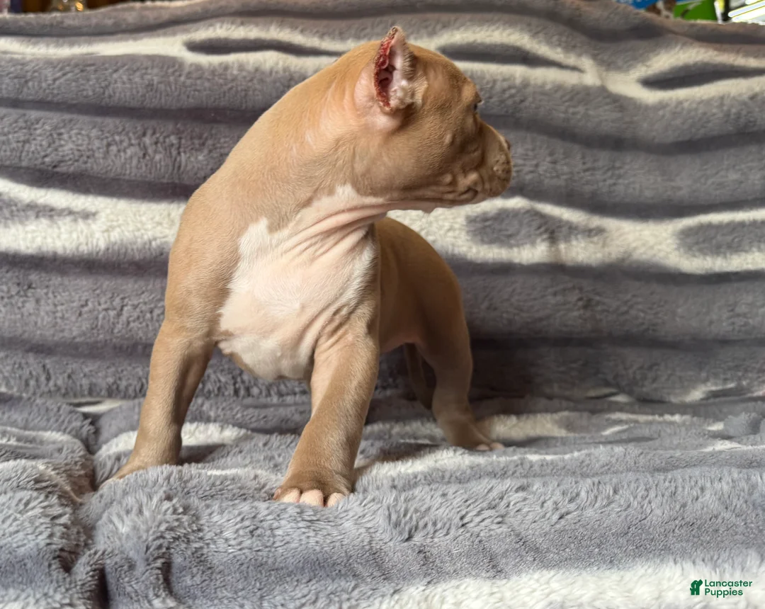 American Bully dogs for sale: Scrabble  - Ad 2