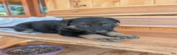German Shepherd dogs for sale: 🐾RAYMOND 🐾 - Ad 3