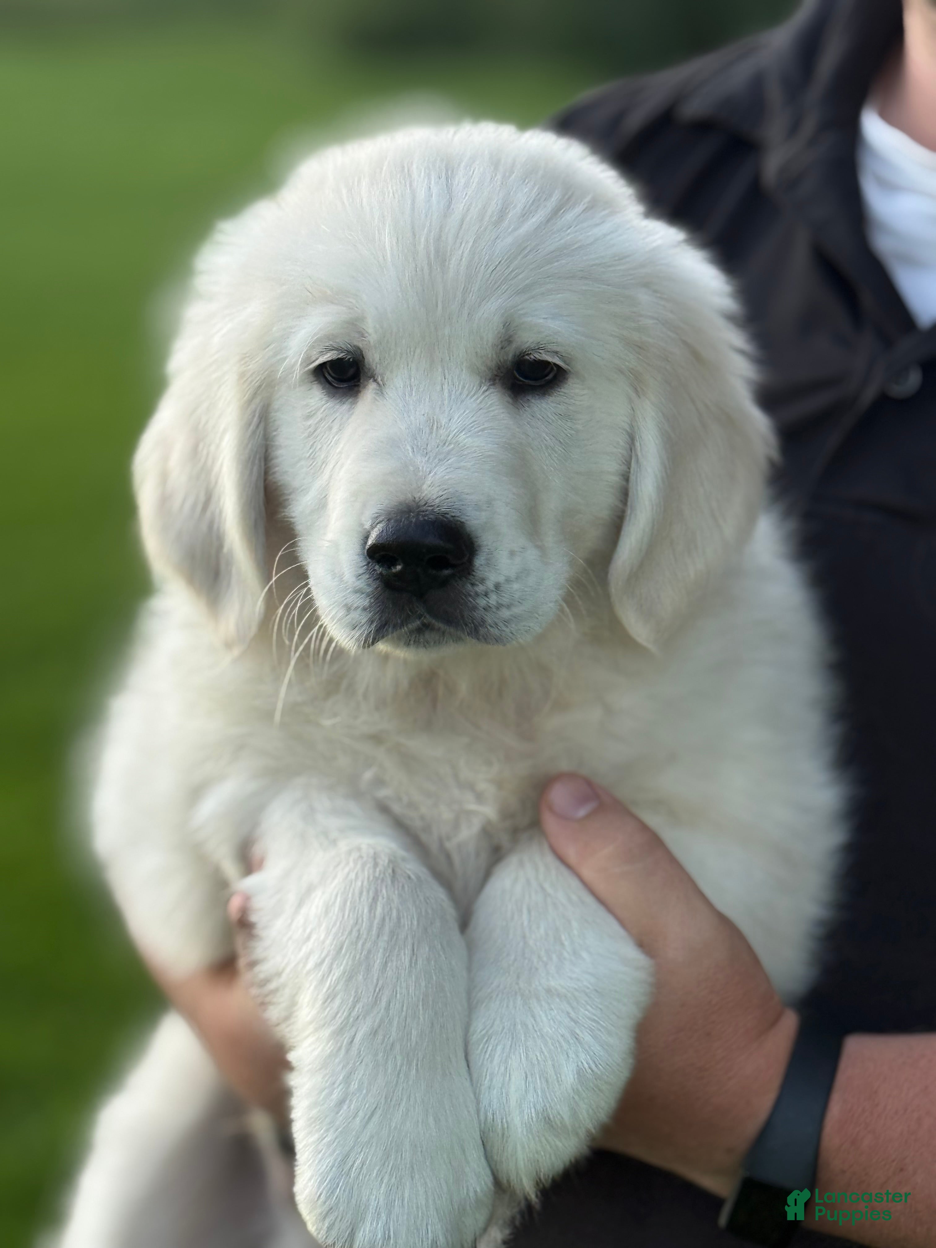 Golden Retriever dogs Pickles  - Ad 18