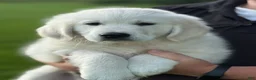 Golden Retriever dogs for sale: Pickles  - Ad 1