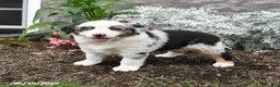 Australian Shepherd dogs for sale: Lucky - Ad 3