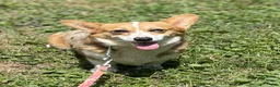 Welsh Corgi Pembroke dogs for sale: Aca Daphne natural bobtail Bluie and fluffy carrier triple clear - Ad 8