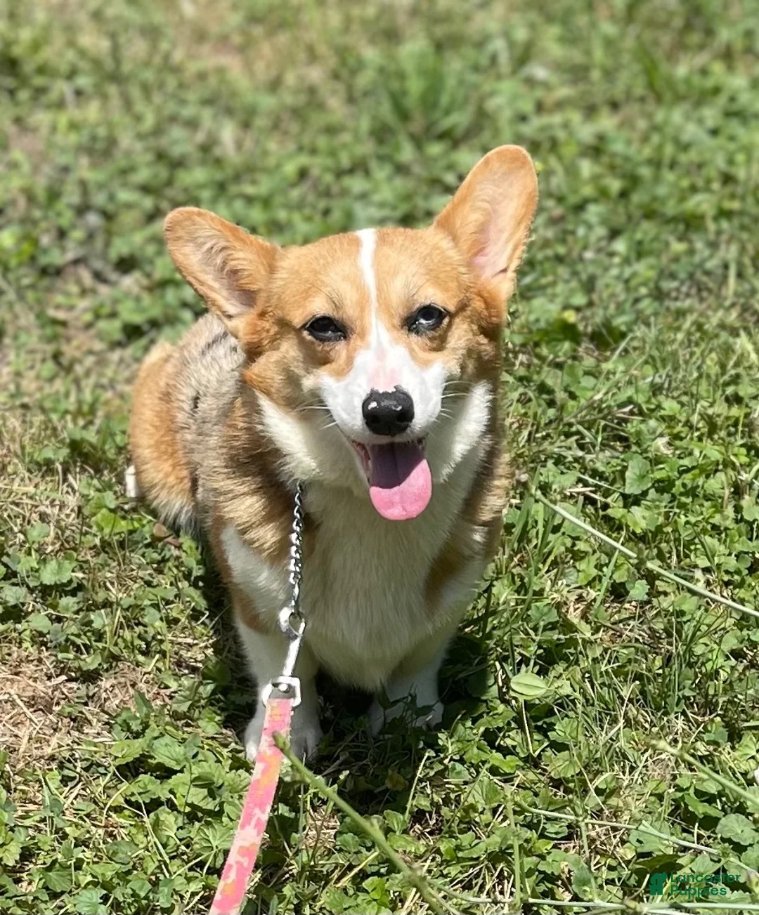 Welsh Corgi Pembroke dogs for sale: Aca Daphne natural bobtail Bluie and fluffy carrier triple clear - Ad 8