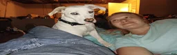 American Pit Bull Terrier dogs for sale: Cowboy - Ad 22