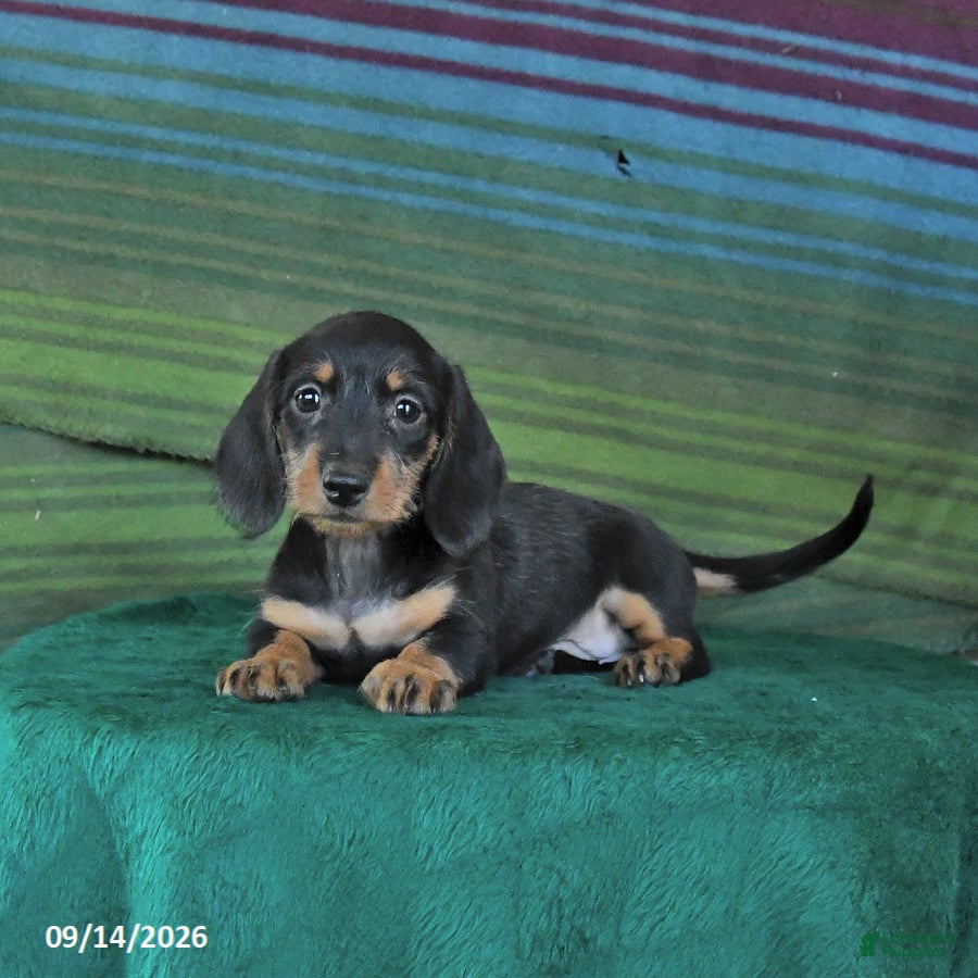 Miniature Dachshund dogs Rosie - Ad 2