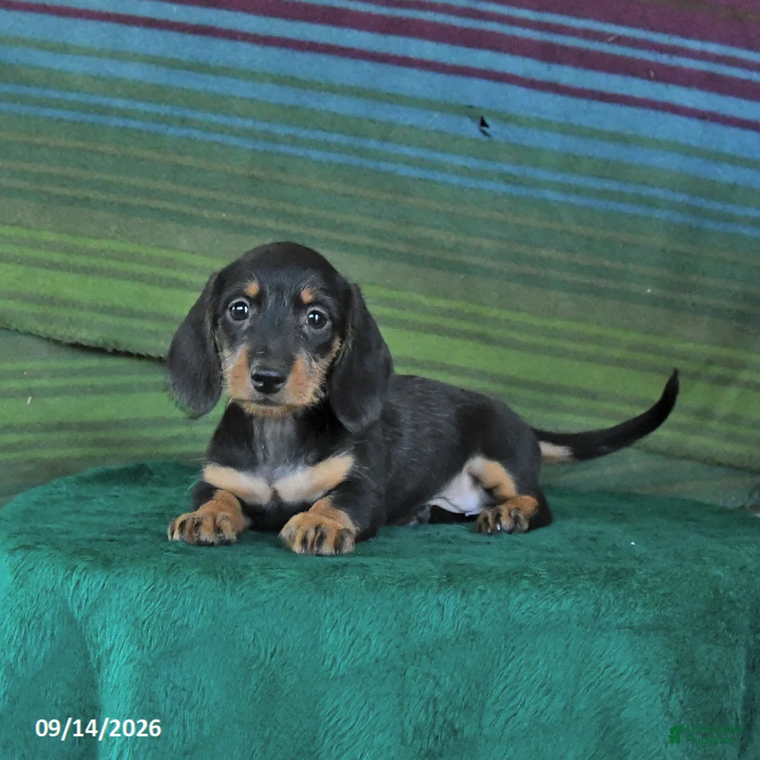Miniature Dachshund dogs for sale: Rosie - Ad 2